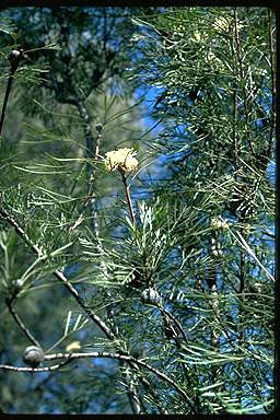 APII jpeg image of Isopogon dawsonii  © contact APII