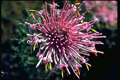 APII jpeg image of Isopogon formosus  © contact APII