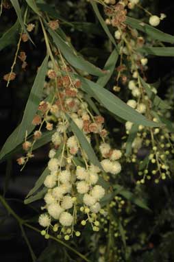 APII jpeg image of Acacia saliciformis  © contact APII