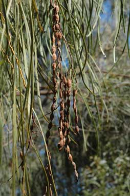 APII jpeg image of Acacia stenophylla  © contact APII