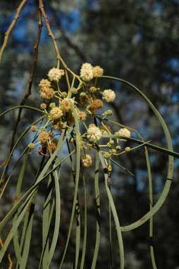 APII jpeg image of Acacia stenophylla  © contact APII