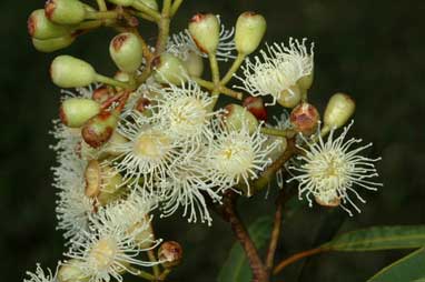 APII jpeg image of Corymbia stockeri  © contact APII