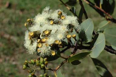 APII jpeg image of Corymbia peltata  © contact APII