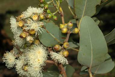 APII jpeg image of Corymbia peltata  © contact APII