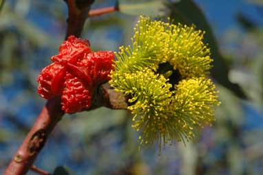 APII jpeg image of Eucalyptus erythrocorys  © contact APII