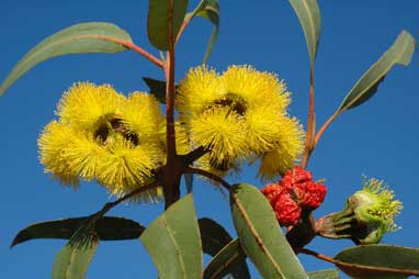 APII jpeg image of Eucalyptus erythrocorys  © contact APII