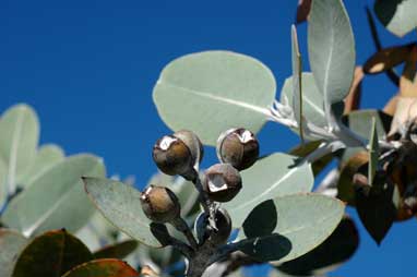 APII jpeg image of Eucalyptus pleurocarpa  © contact APII