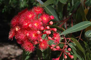 APII jpeg image of Corymbia ficifolia  © contact APII