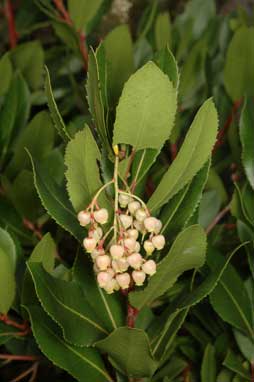 APII jpeg image of Arbutus unedo  © contact APII