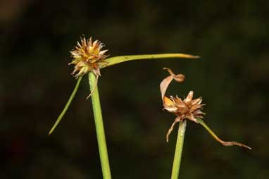 APII jpeg image of Cyperus sphaeroideus  © contact APII