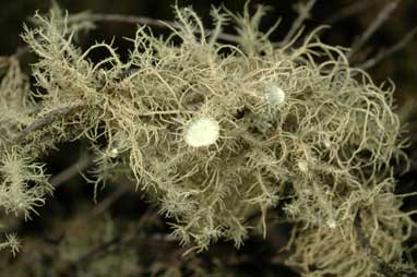 APII jpeg image of Usnea  © contact APII