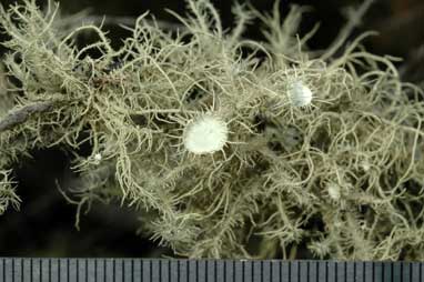 APII jpeg image of Usnea  © contact APII