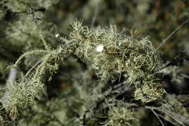 APII jpeg image of Usnea  © contact APII