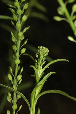 APII jpeg image of Lepidium africanum  © contact APII