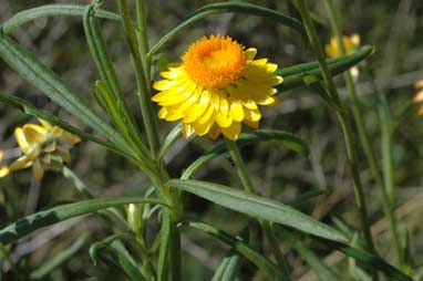 APII jpeg image of Xerochrysum bracteatum  © contact APII