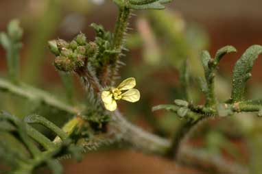 APII jpeg image of Carrichtera annua  © contact APII