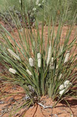 APII jpeg image of Lomandra leucocephala subsp. robusta  © contact APII