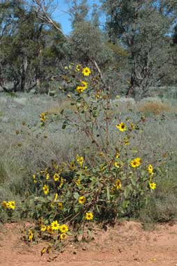 APII jpeg image of Helianthus annuus  © contact APII