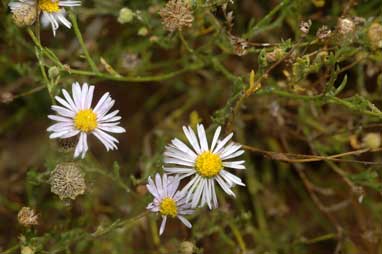 APII jpeg image of Brachyscome ciliaris var. lanuginosa  © contact APII