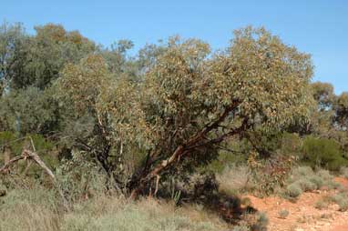 APII jpeg image of Eucalyptus dumosa  © contact APII