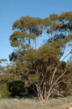 APII jpeg image of Eucalyptus gracilis  © contact APII