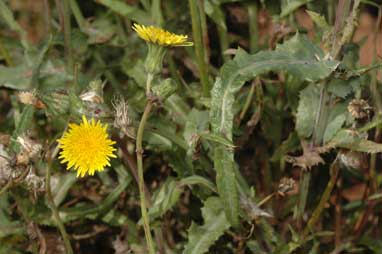 APII jpeg image of Sonchus oleraceus  © contact APII