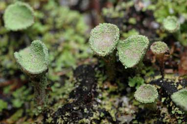 APII jpeg image of Cladonia  © contact APII