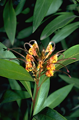 APII jpeg image of Grevillea 'Orange Marmalade'  © contact APII