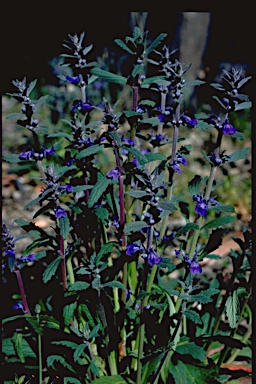 APII jpeg image of Ajuga australis  © contact APII