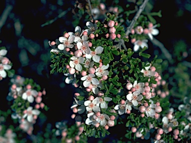 APII jpeg image of Boronia anemonifolia var. variabilis  © contact APII