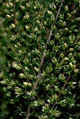 APII jpeg image of Boronia clavata  © contact APII