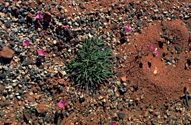 APII jpeg image of Calandrinia remota  © contact APII