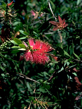 APII jpeg image of Callistemon polandii  © contact APII