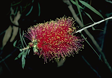 APII jpeg image of Callistemon rugulosus  © contact APII