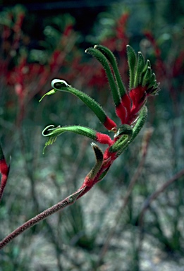 APII jpeg image of Anigozanthos manglesii  © contact APII