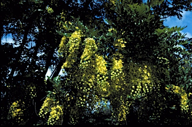 APII jpeg image of Cassia queenslandica  © contact APII