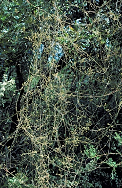 APII jpeg image of Cassytha pubescens  © contact APII