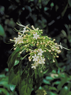 APII jpeg image of Clerodendrum floribundum  © contact APII