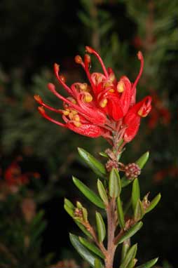 APII jpeg image of Grevillea 'Knock Out'  © contact APII