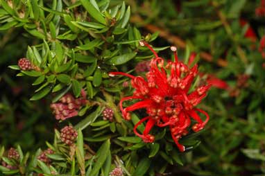 APII jpeg image of Grevillea 'New Blood'  © contact APII