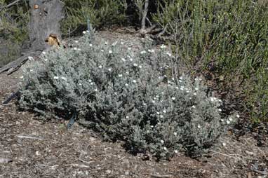 APII jpeg image of Olearia archeri  © contact APII