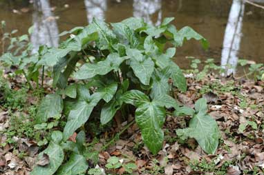 APII jpeg image of Arum italicum  © contact APII