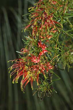 APII jpeg image of Grevillea pinaster  © contact APII