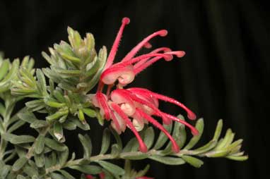 APII jpeg image of Grevillea lanigera 'Winter Delight'  © contact APII