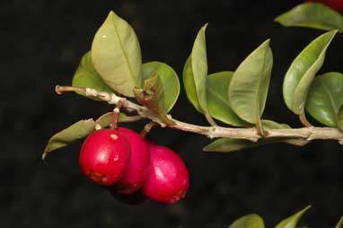 APII jpeg image of Syzygium australe 'Orange Twist'  © contact APII