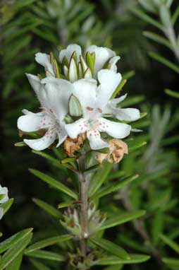 APII jpeg image of Westringia fruticosa  © contact APII