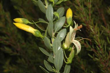 APII jpeg image of Eremophila 'Desert Pride'  © contact APII