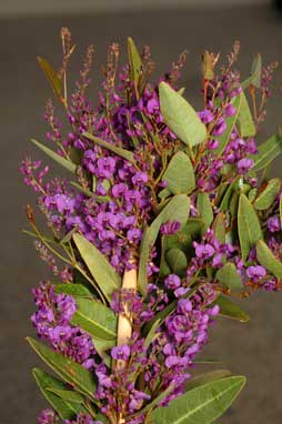 APII jpeg image of Hardenbergia violacea 'Purple Spray'  © contact APII