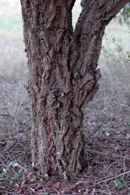 APII jpeg image of Eucalyptus paniculata  © contact APII