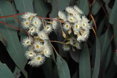 APII jpeg image of Eucalyptus fusiformis  © contact APII